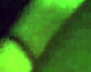 my ebony girl, sexy and ready for interracial fun?