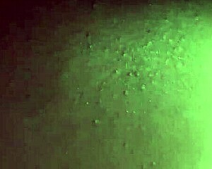 bbc fucks thick black bitch 😈