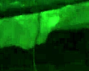 The ebony bbw with a fat pussy is getting ready for some action in the scene