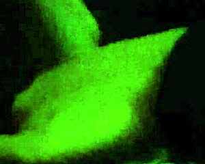 Ebonys Huge Muscular Cock Jerked Off With Cumshot On Balls