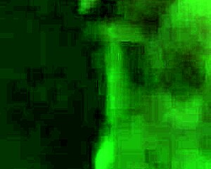 Neighbor's Wife Sucks Suggestively