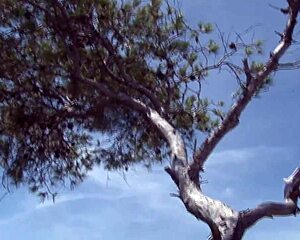 outdoor strip with dildo and sexy titts