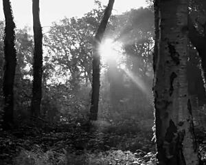 a chic chick led to a pickup