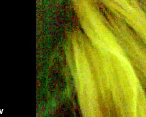 Amateur blowjob scene featuring Amador in action