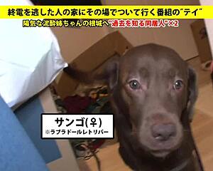 asian babe gives blowjob using toys in full version