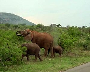 חווית חברה אפריקאית מלאה עם בחורה אבונית מדהימה בספארי