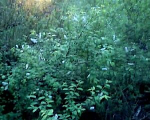 Public Blowjob In The Forest With Deepthroat Cumshot