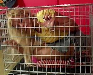 Dominating scott rhodes makes maxine x suck