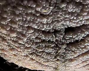 Latina beauty experiences deep emotional connection through intimate latin-inspired ball play