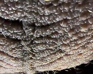 Latina beauty experiences deep emotional connection through intimate latin-inspired ball play