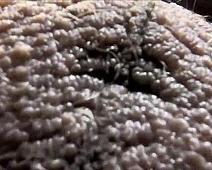 Latina beauty experiences deep emotional connection through intimate latin-inspired ball play