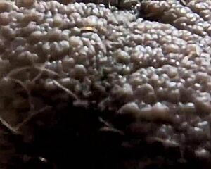 Latina beauty experiences deep emotional connection through intimate latin-inspired ball play