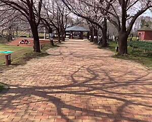 Sakura Enjoys Hot Springs Relaxation with Nacchi