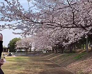 Sakura Enjoys Hot Springs Relaxation with Nacchi