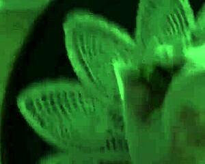 Spy jerks off in shower then cums and pees with huge cock