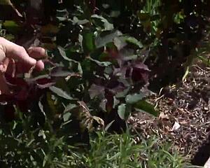 I-I love outdoors pov with this milf!