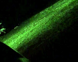 spying on my cheating wife