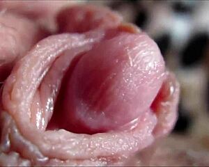 big clit orgasm closeup - can you handle it?