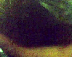 slut wife gives intense blowjob in bedroom