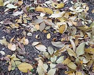 The Forester Girl And I Enjoyed Passionate Fucking In The Hut With Muff Diving