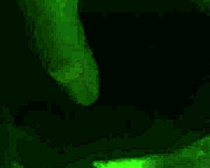 homemade bj and fingering with mature amateurs