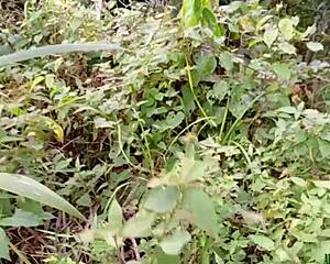 Unexpected Bush Encounter With Mysterious BBW Woman