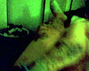 Explosive money shot cumshot!