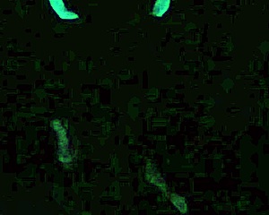 I, Scarlett Johnson, has blacklight sex in POV, part two