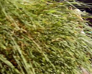 Frisky Tasha Reign Fucks Herself While Stimulating Her Wet Clit!