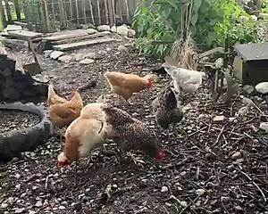 Inked Girl Shows Off Tattoos At Cool Chicken Feeding Station
