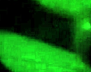 Is this argentinian prostitute really on her knees for that blowjob?