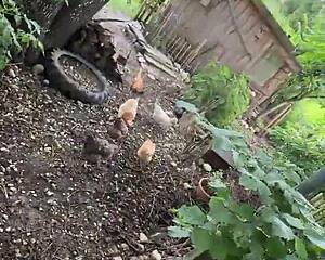 Inked Girl Shows Off Tattoos At Cool Chicken Feeding Station
