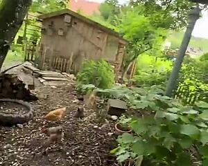 Inked Girl Shows Off Tattoos At Cool Chicken Feeding Station