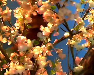 I get fucked hard in the forest by a ripped tattooed guy