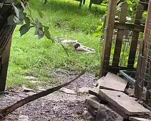 Inked Girl Shows Off Tattoos At Cool Chicken Feeding Station