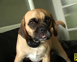 Watch Roxy Mae get slapped by her cuckold?