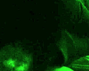 Amateur BBW MILF Scarlet Doll Deep Throats Big Cock