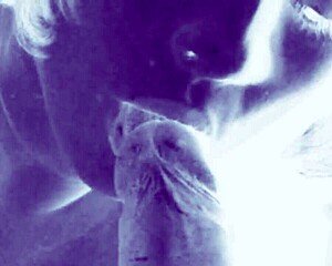 vintage erotic drawings of hairy beavers