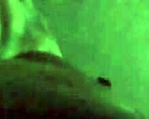 i luv fuckin myself with this dildo close up cummin hard