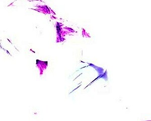 nina rivera dresses as harley quinn and slurps sloppy head on my cock for halloween