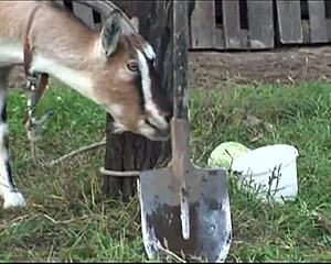 whoa stepgranny's such a slut ridin young cock outdoors 😈🔥