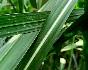 Hey listen my hot sexy Indian wife Sadi takes anal doggystyle assfucking from hubby