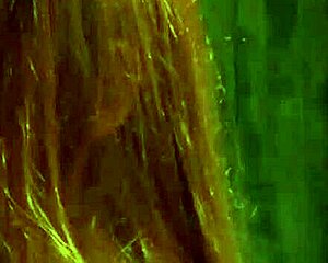 lesbian slave squirms in threesome between two horny domme madames