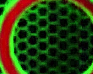 oiled sara jay's huge tits and pussy fingered to orgasm wanna see