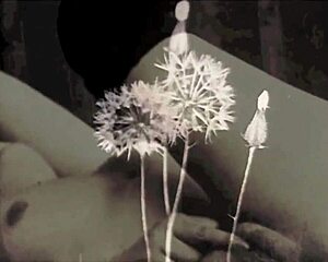 dark lantern entertainment uncovers two centuries of vintage porn gems 😲📽️