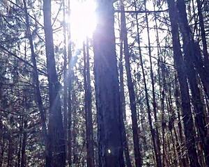 Lost tourist forced to fuck pierced brunette witch in forest to lift Halloween curse