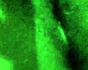 Black Wet Pussy Stretches Wide in Solo Creampie Masturbation Frenzy