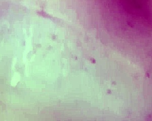 wife flashes her shaved pussy with ex and hubby watching the cuckold fun