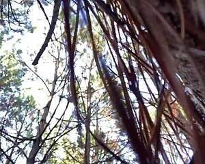 whoa clitlicker662's forest flash update 23 has her rubbing pussy to sloppy outdoor orgasm 😍🌳💦