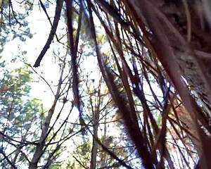 whoa clitlicker662's forest flash update 23 has her rubbing pussy to sloppy outdoor orgasm 😍🌳💦